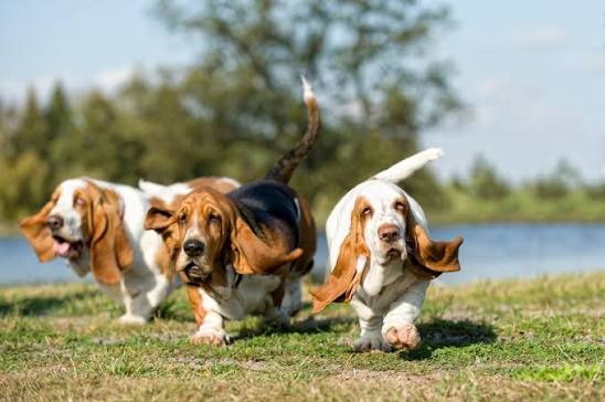 Basset Hound Puppies: Temperament, Size, and Care Guide Puppy Blog