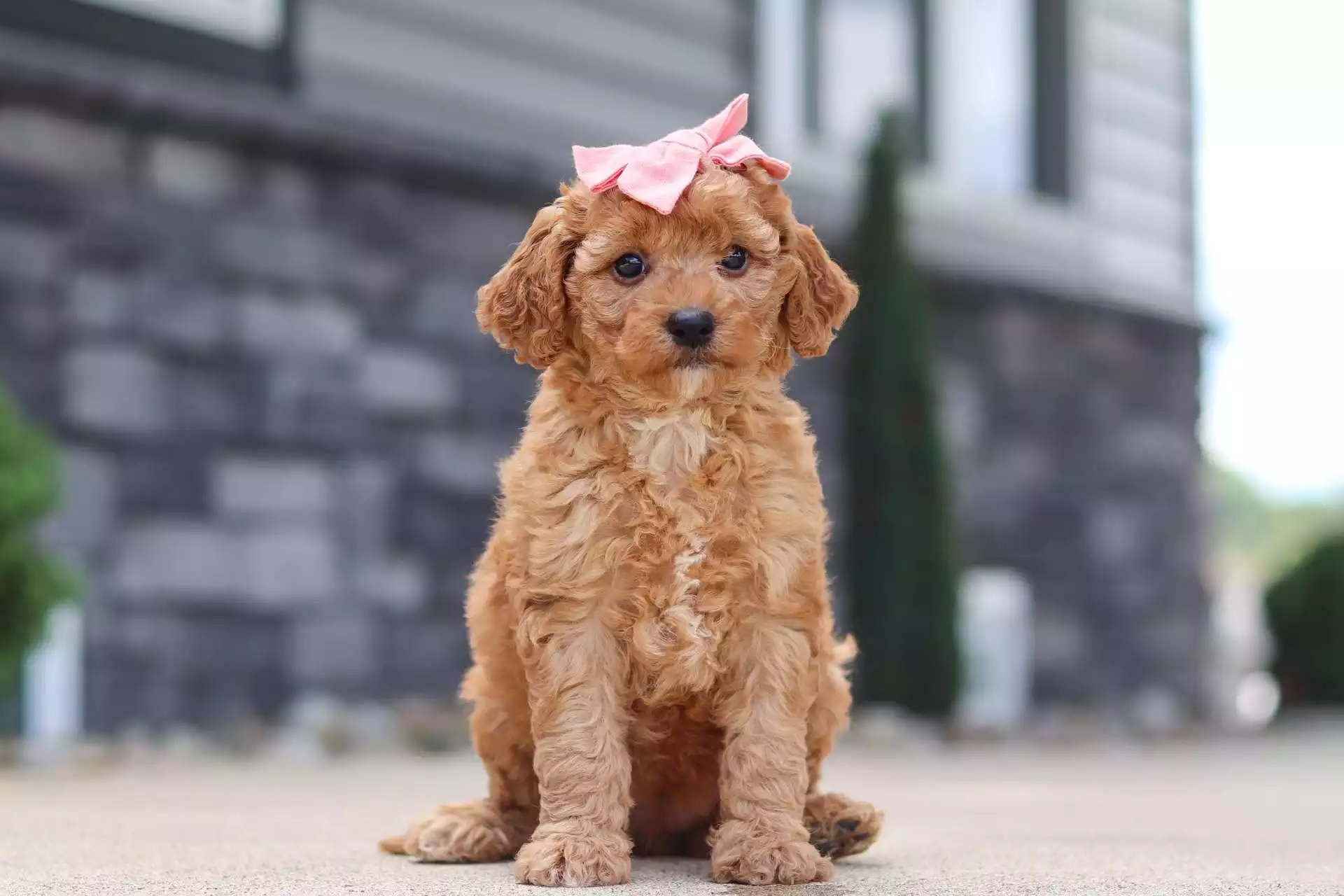 Blossom puppy for sale in USA