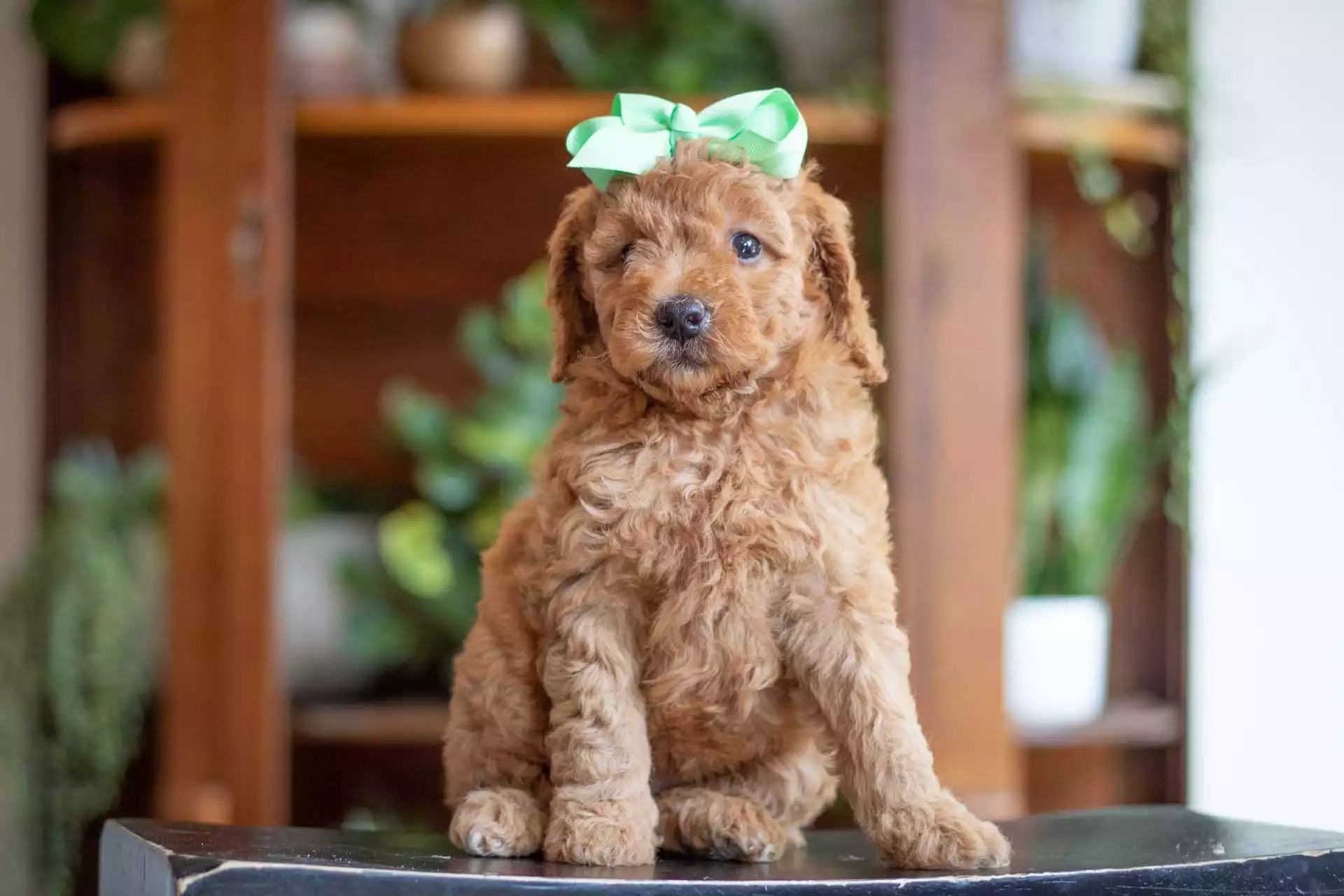 Maisy puppy for sale in USA