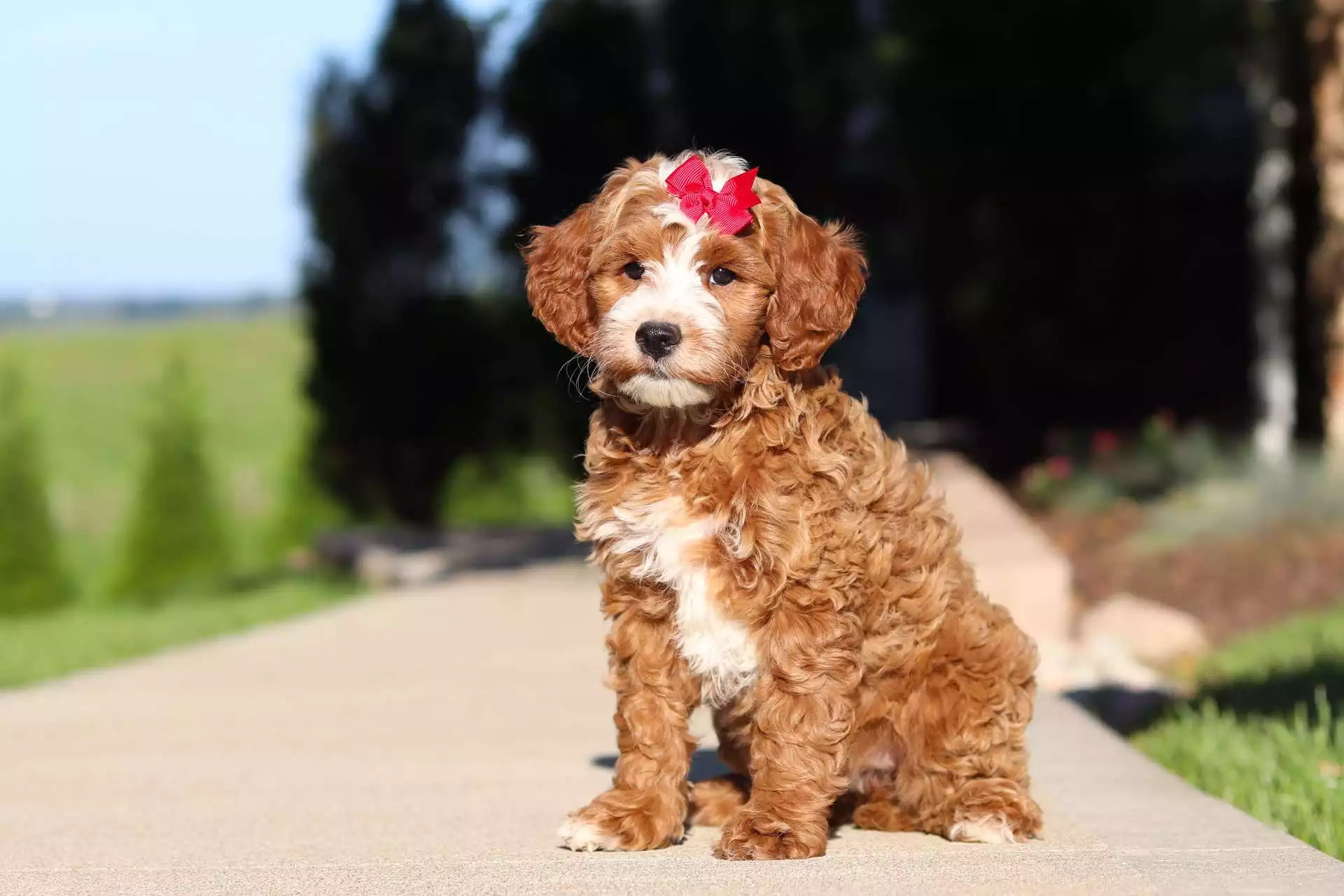 Suki puppy for sale in USA