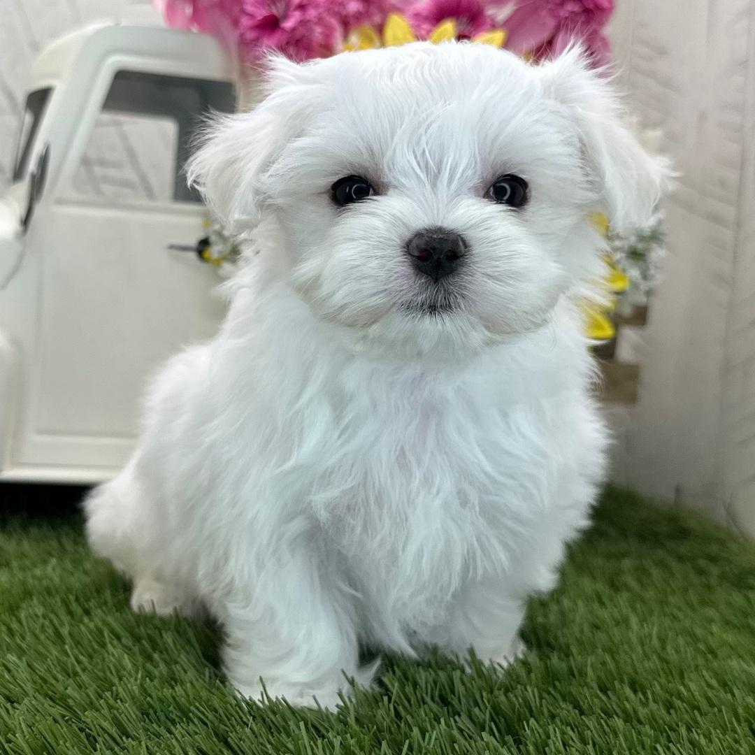 Sterling puppy for sale in USA