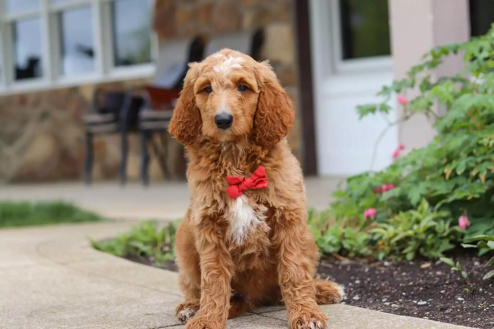Jeremiah puppy for sale in USA
