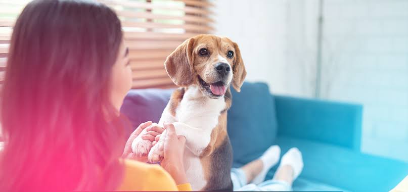 How to Spot a Puppy Scam: What Every Buyer Should Know Before Reserving Online | Samantha & Brooks C Puppy Blog