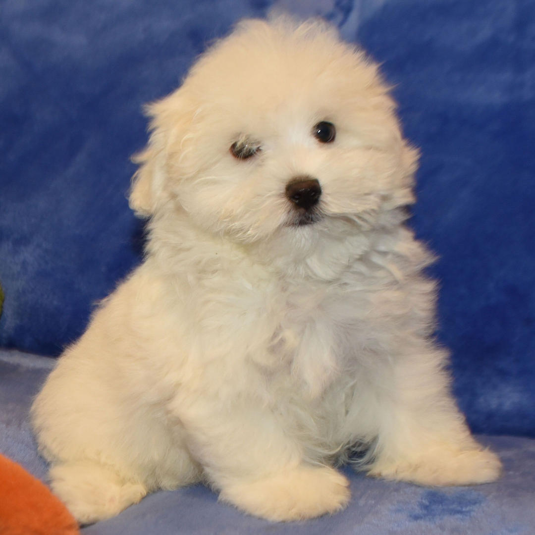 Ace puppy for sale in USA