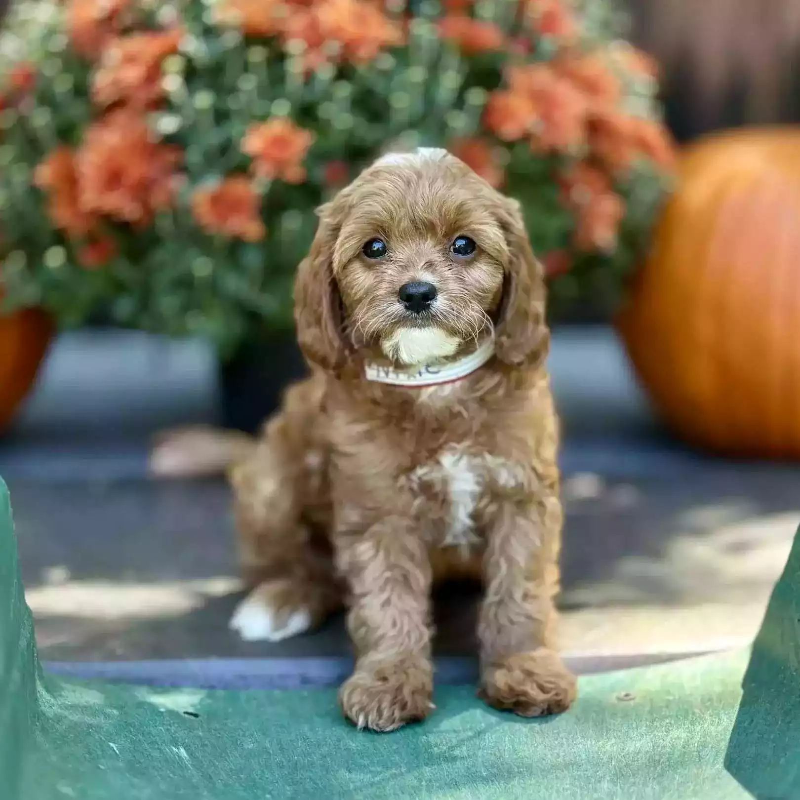 Nixie Puppy for Sale