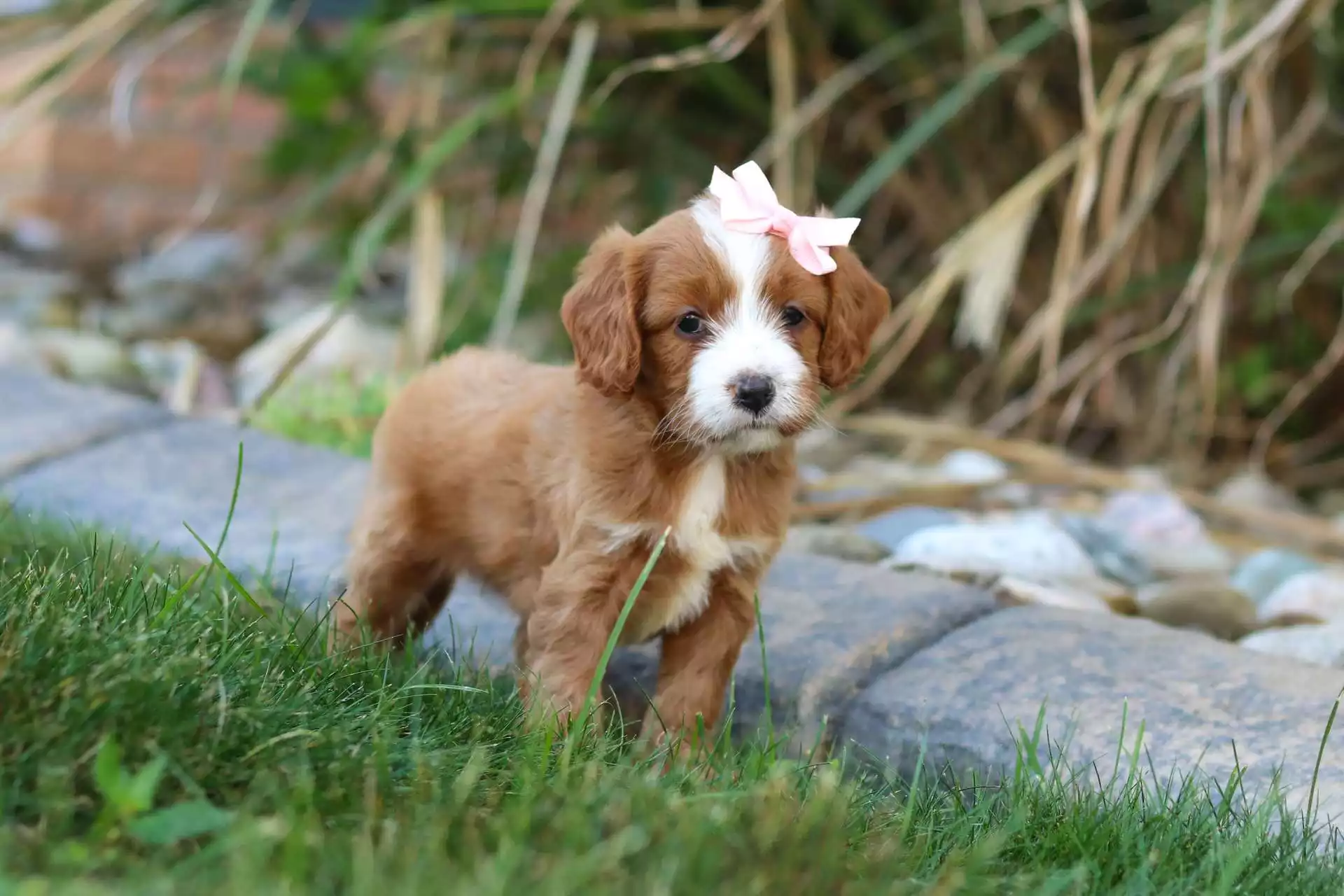 Bexley puppy for sale in USA