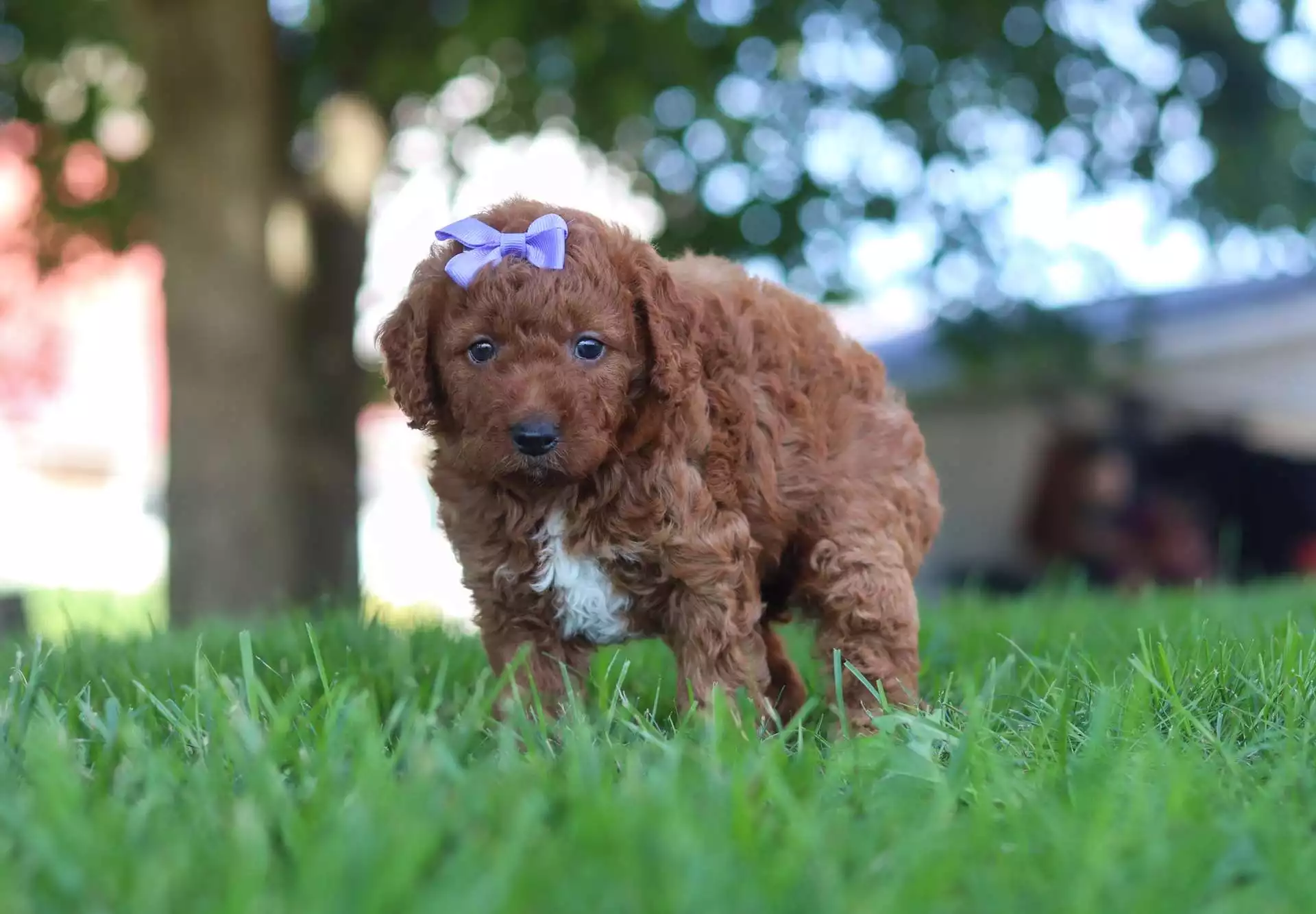 Isla puppy for sale in USA