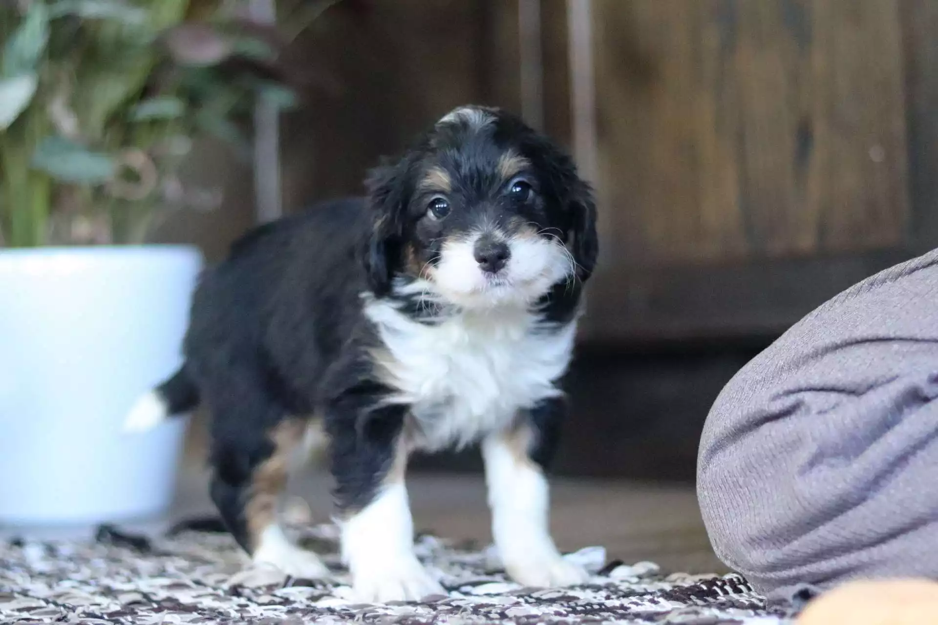 Puppy Image
