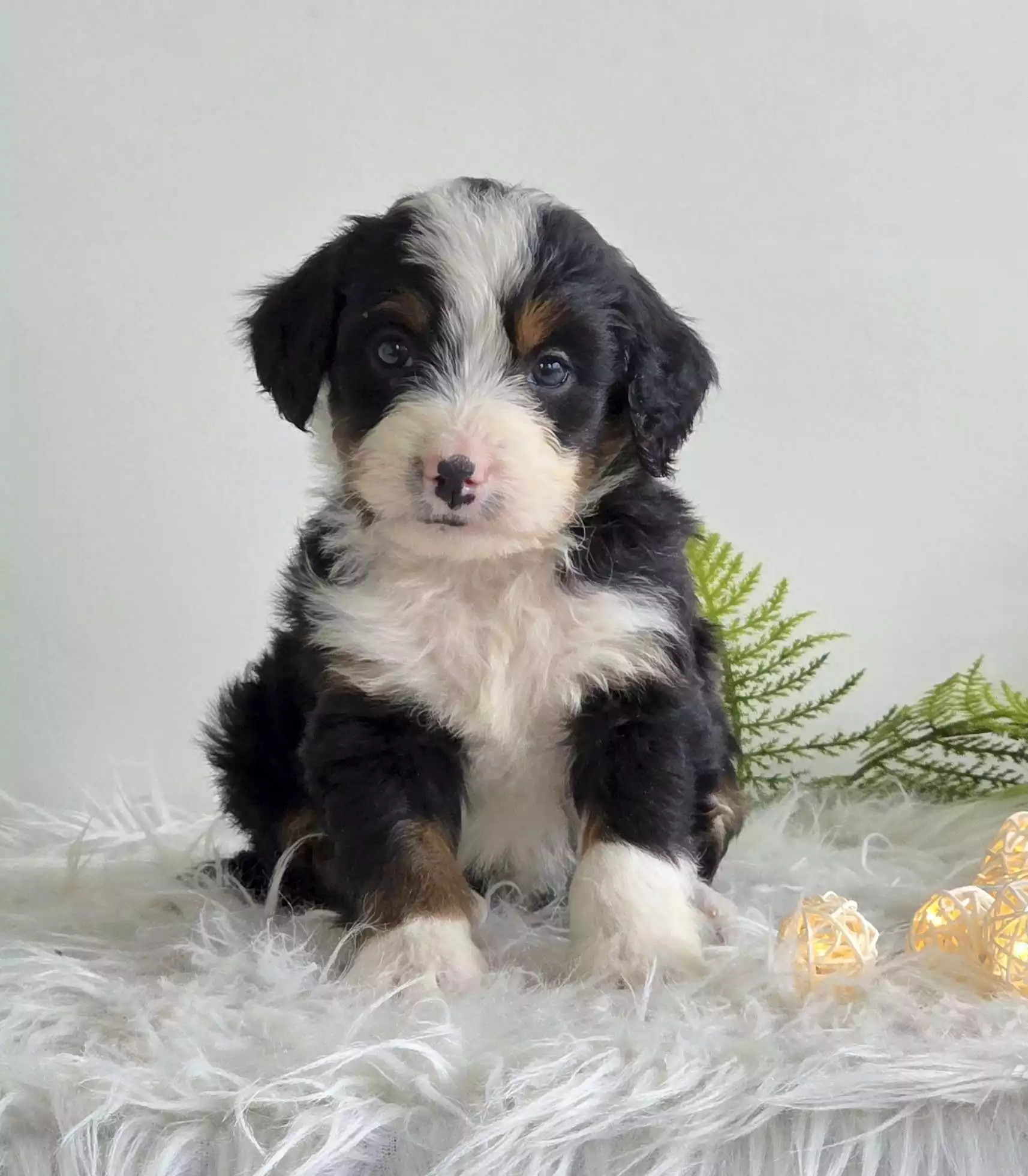 Puppy Image