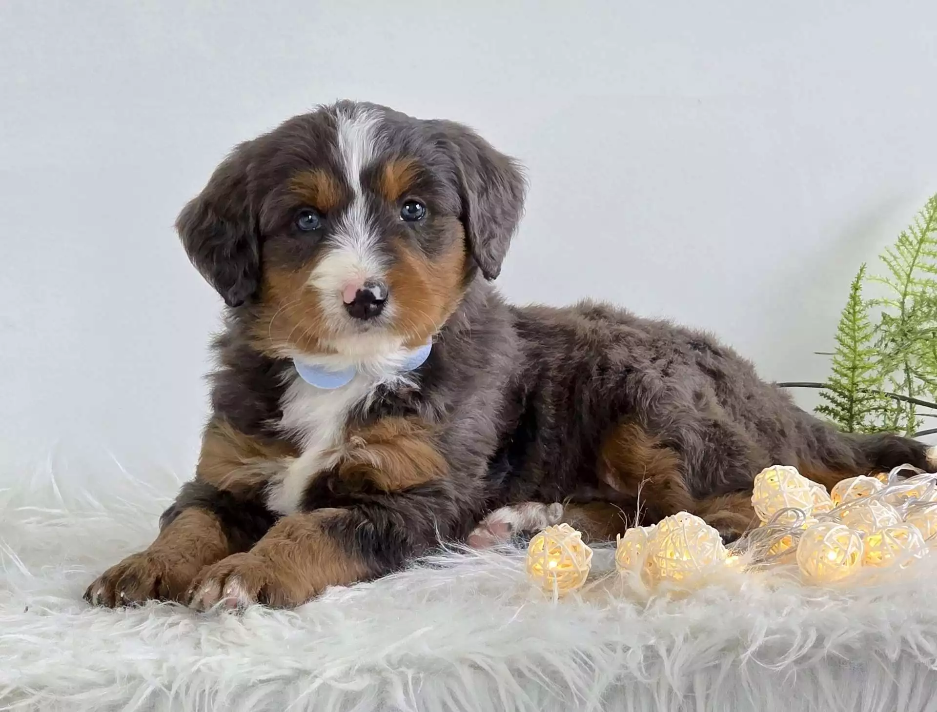 Puppy for Sale