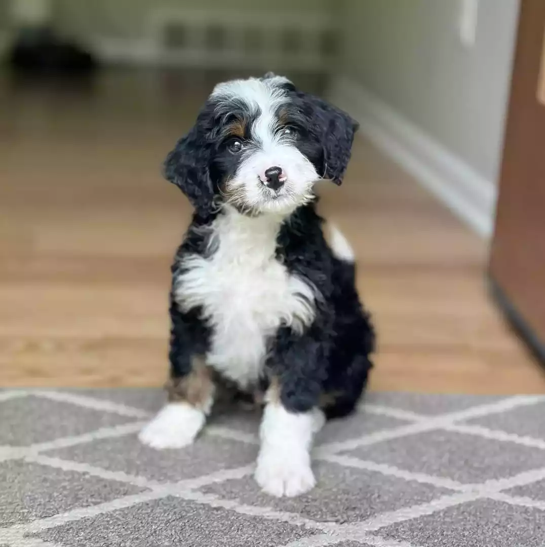 Puppy Image