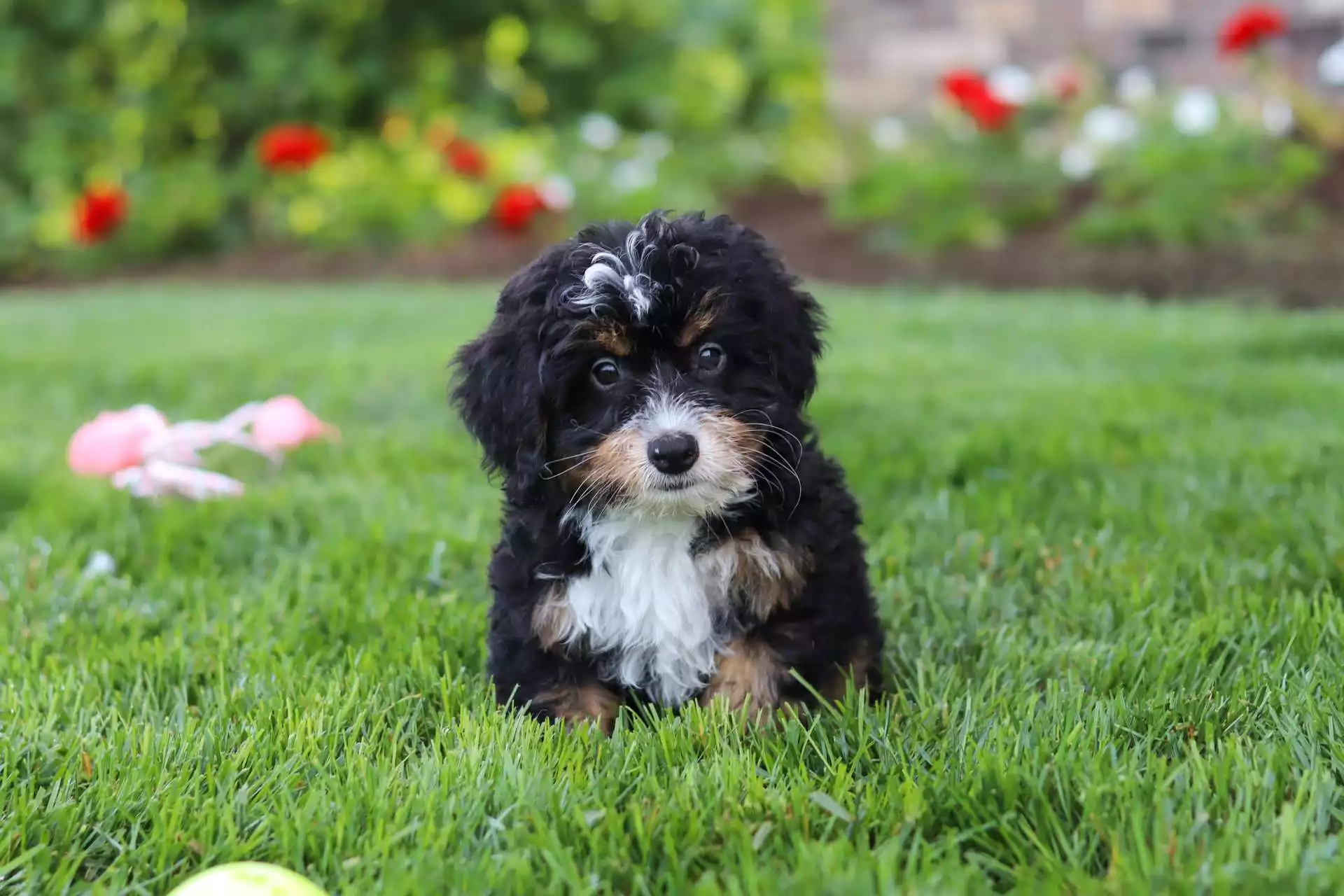 Puppy Image