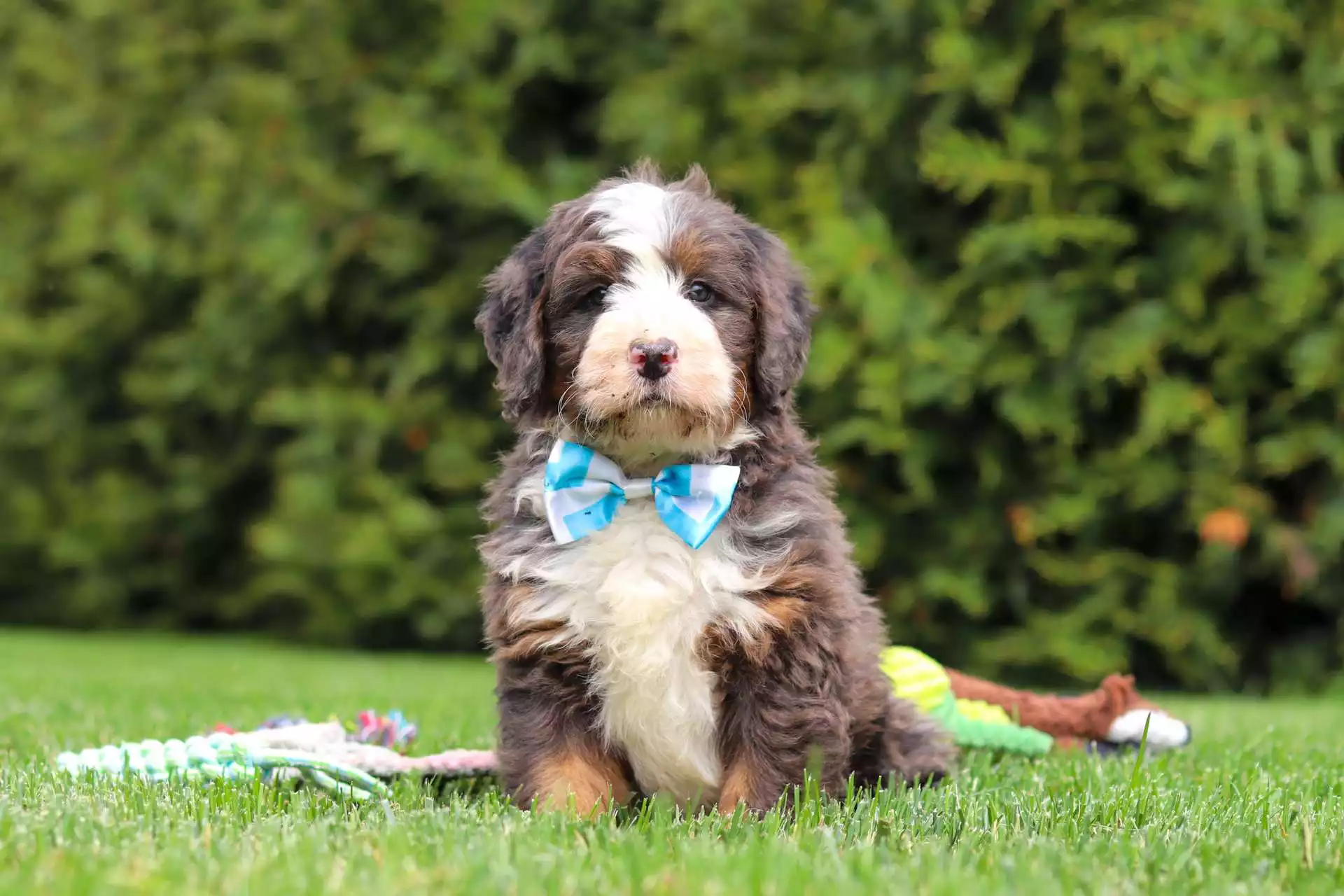 Puppy Image