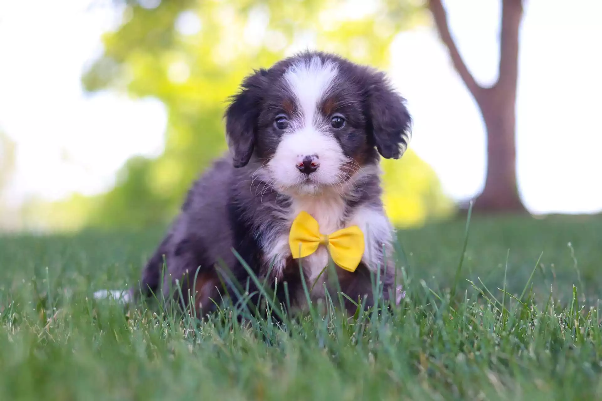 Puppy Image