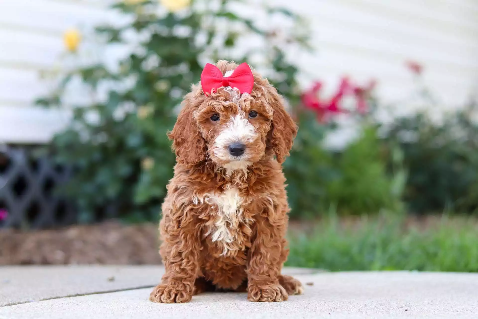 Puppy for Sale