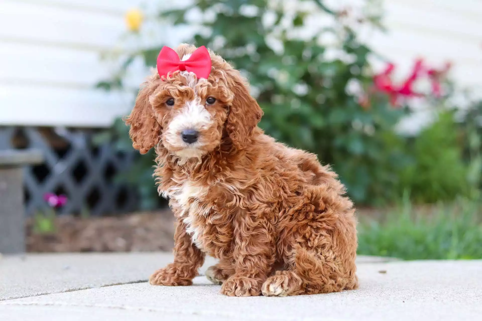 Puppy Image