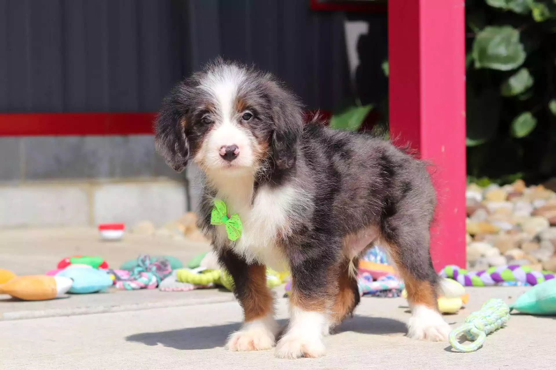Puppy Image