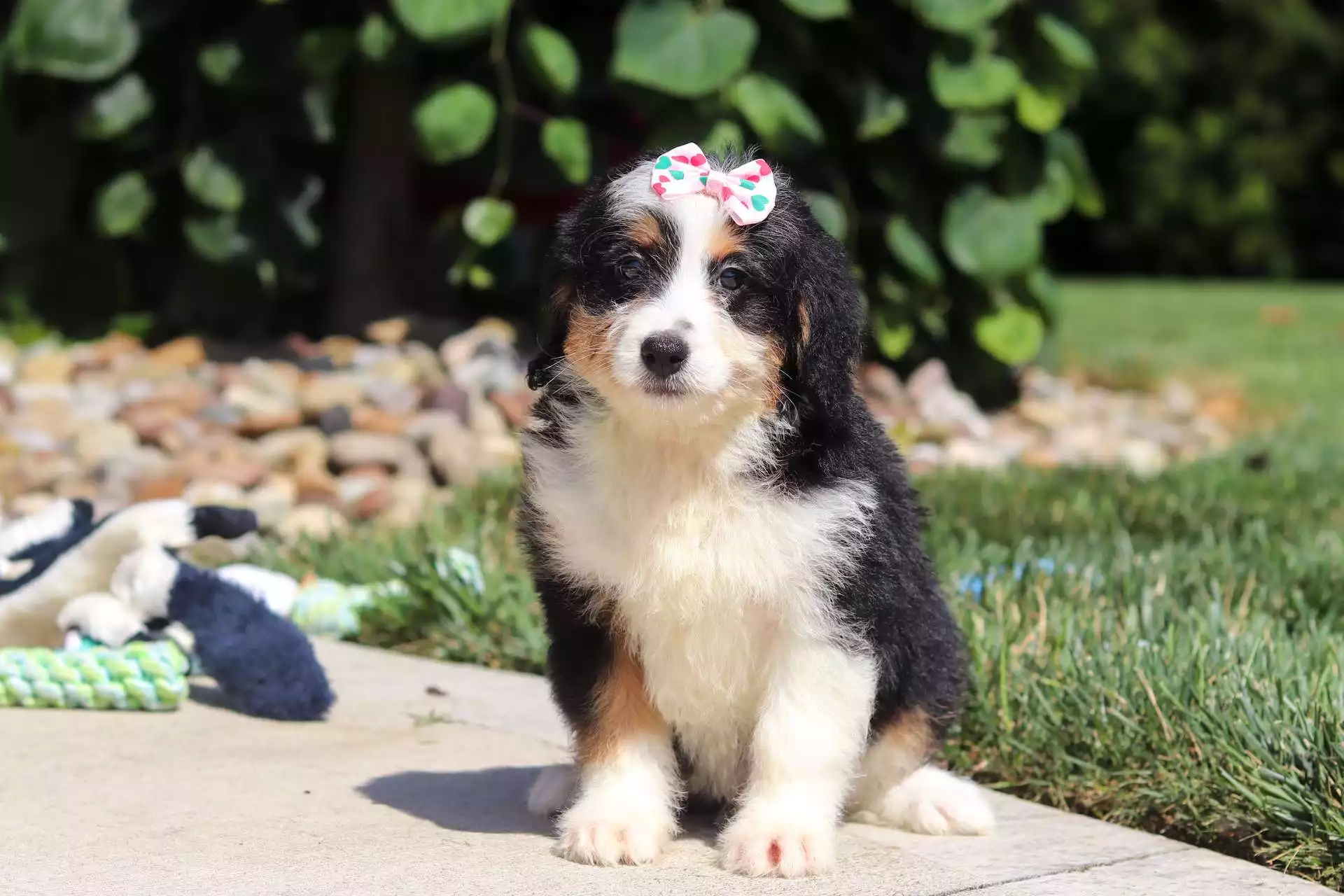 Puppy Image