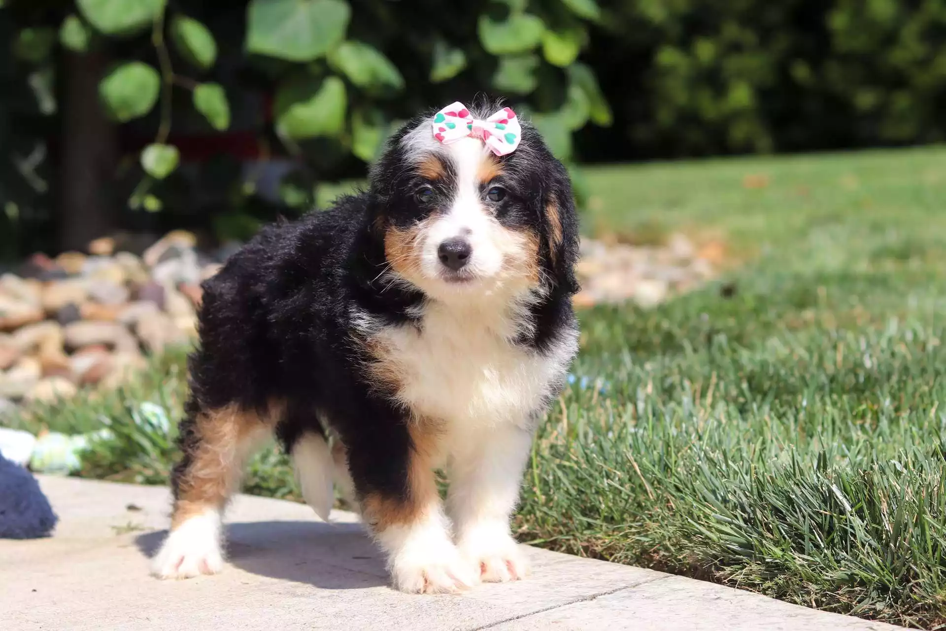 Puppy Image