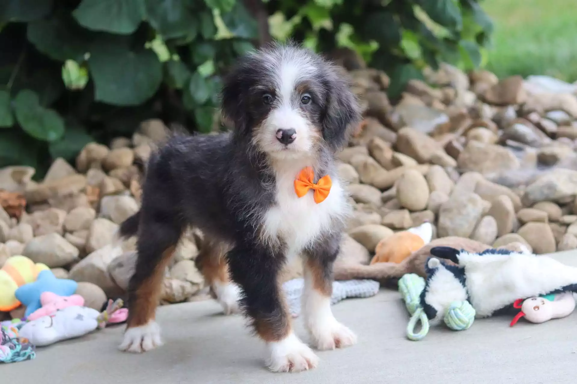 Puppy for Sale