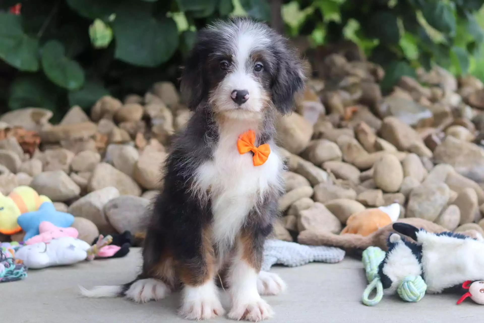 Puppy Image