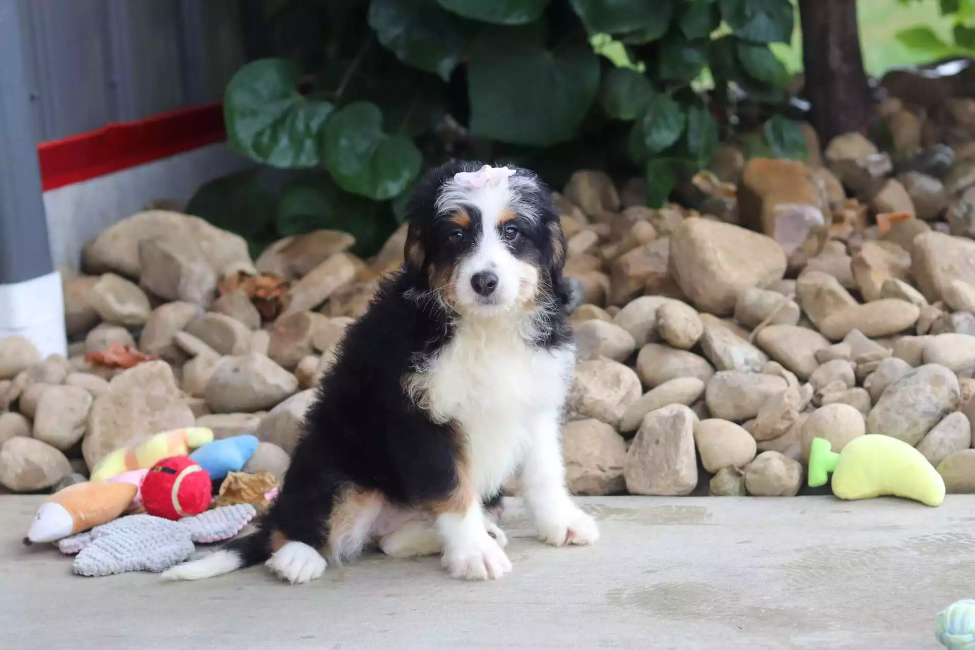 Puppy for Sale