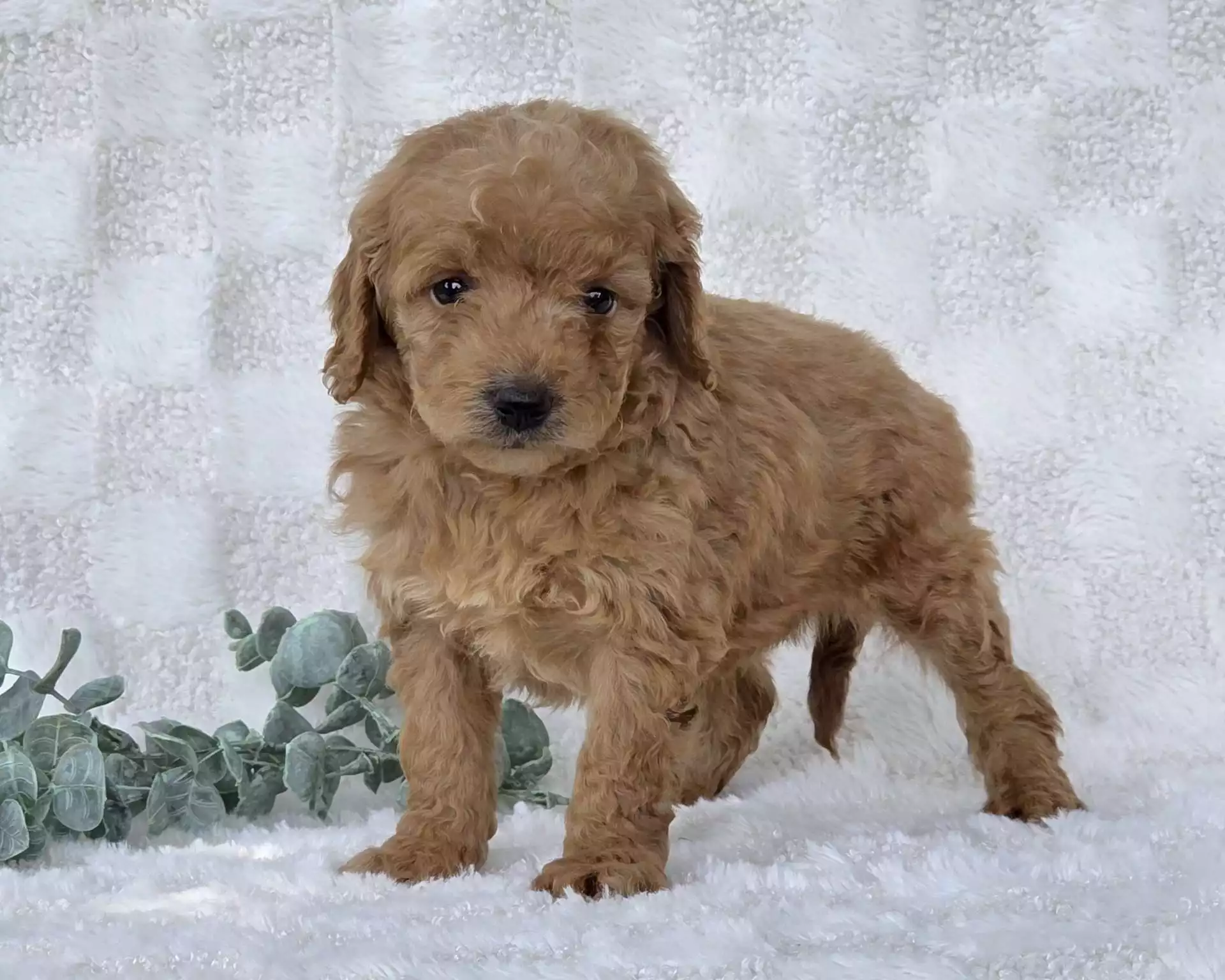 Puppy Image