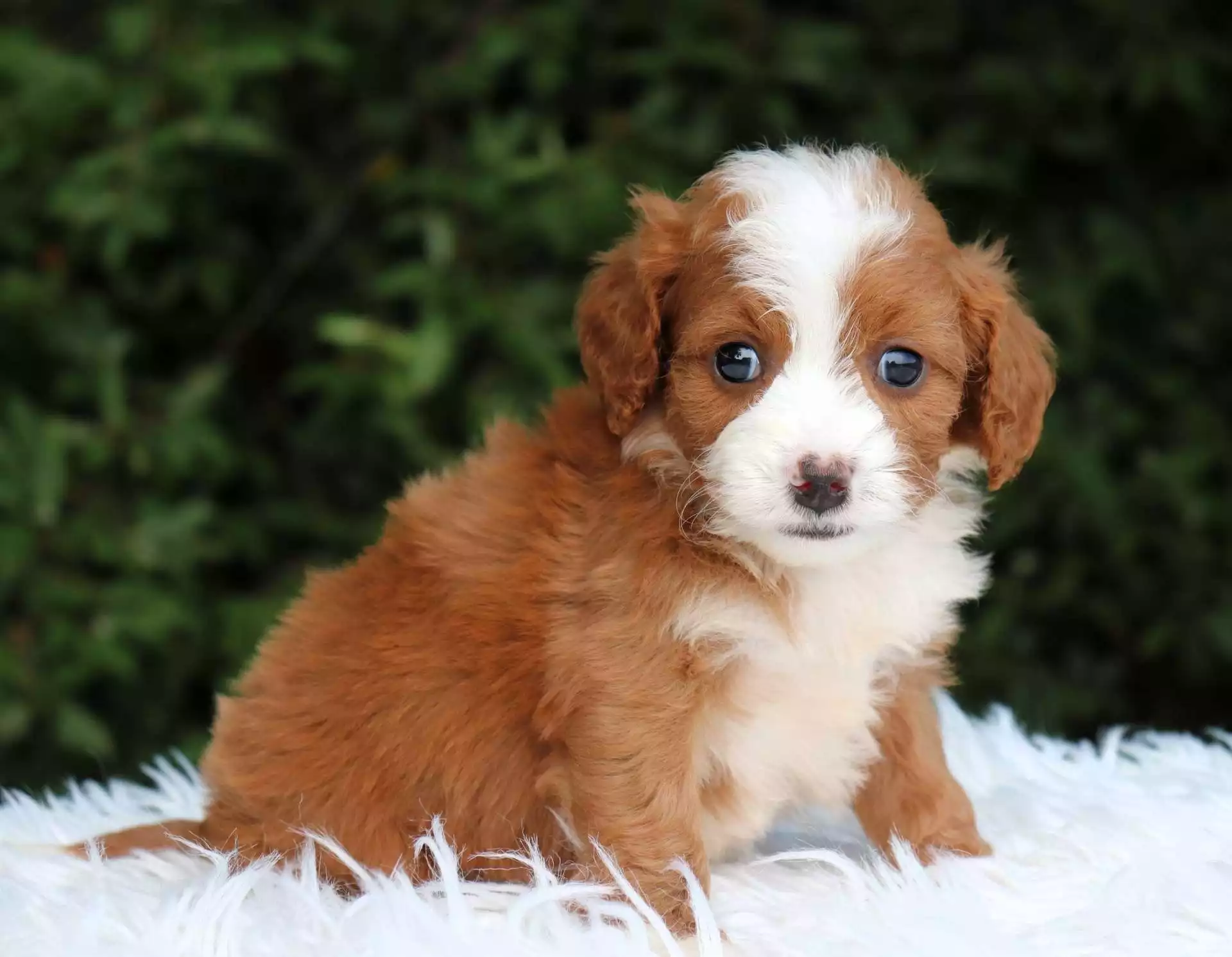 Puppy Image