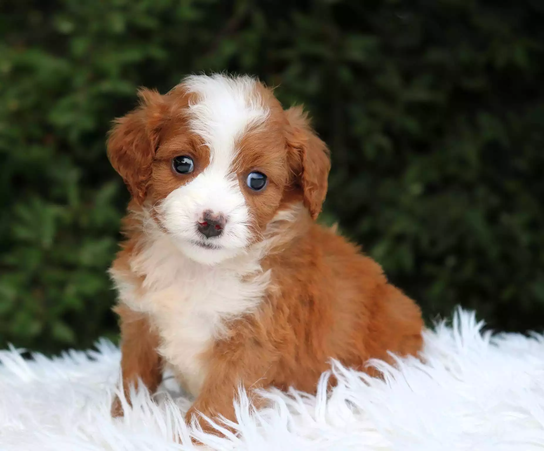 Puppy Image