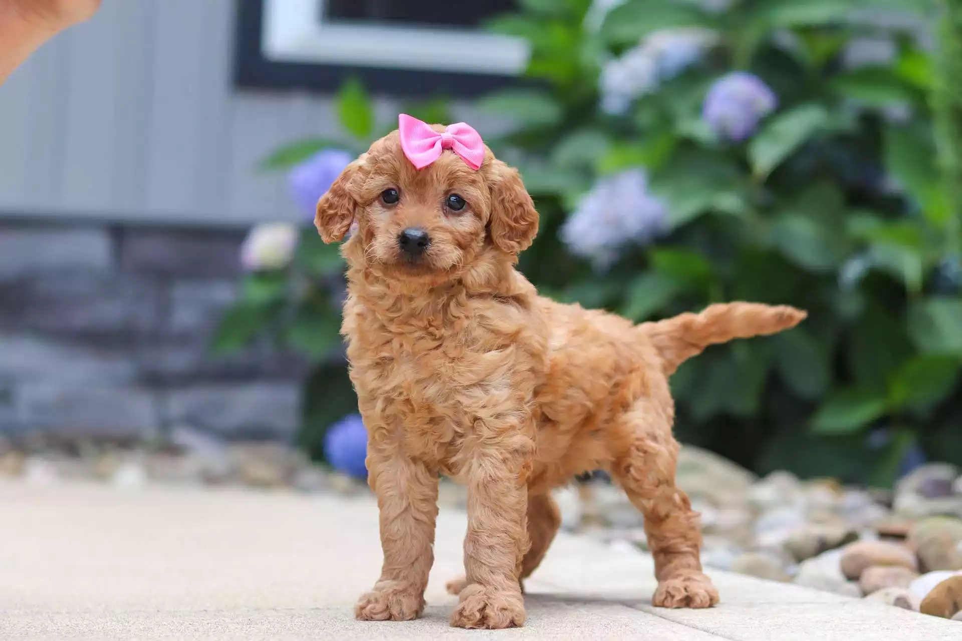 Puppy Image