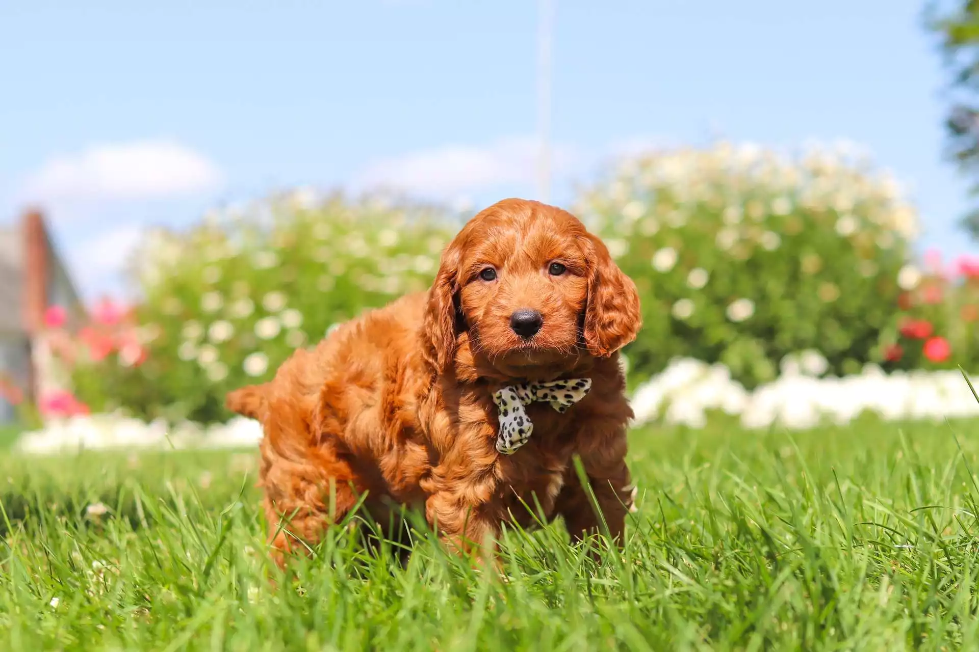 Puppy for Sale