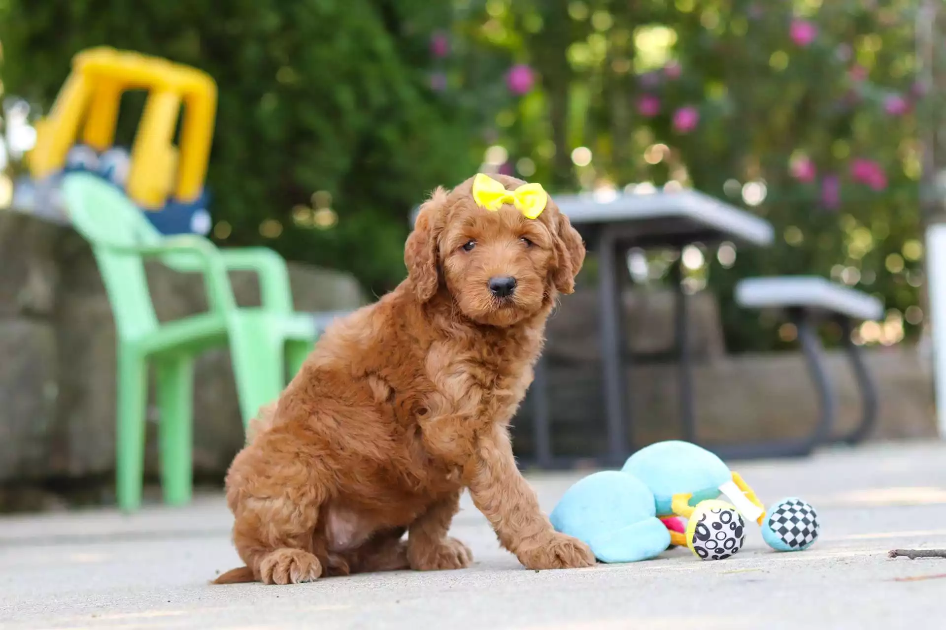 Puppy Image