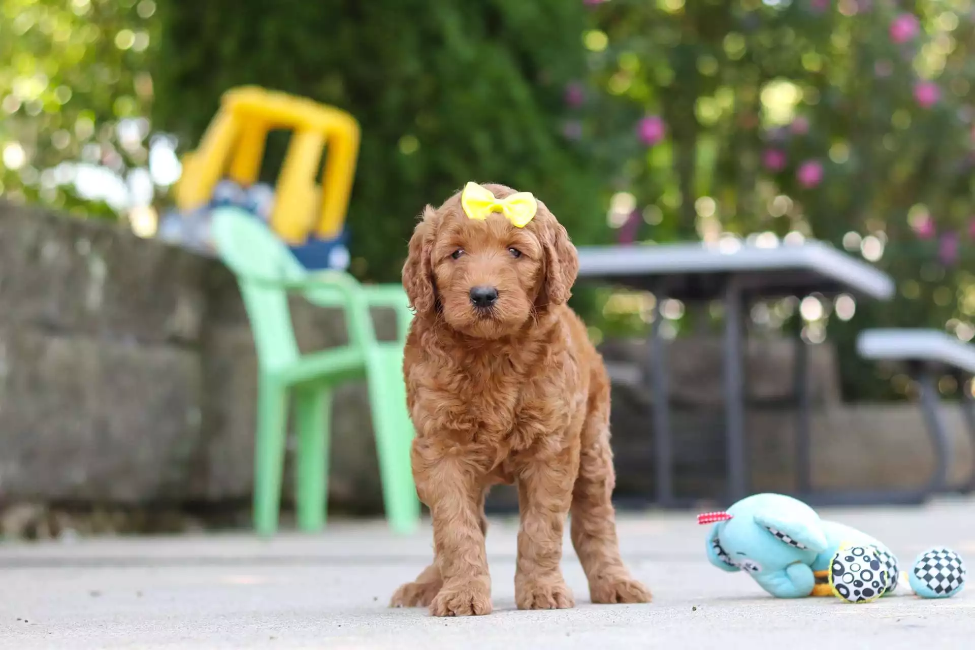 Puppy Image