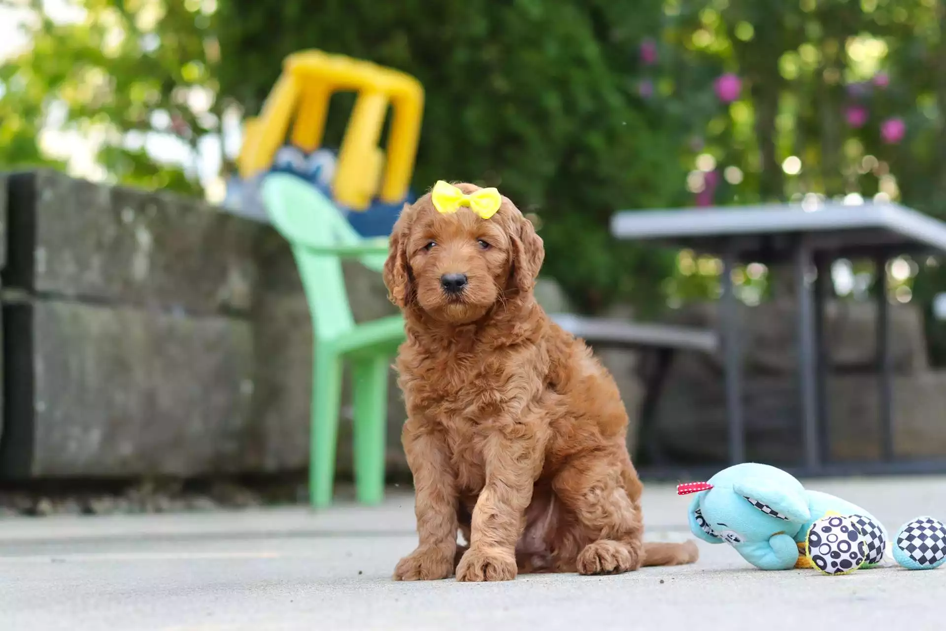 Puppy Image
