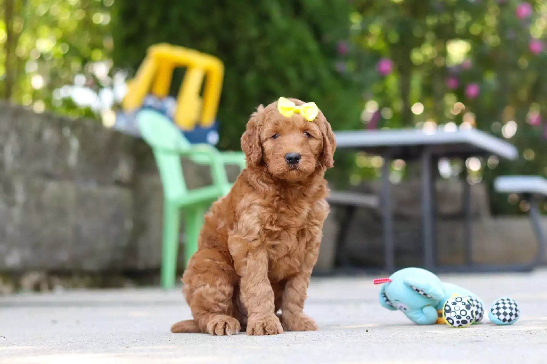 Puppy for Sale