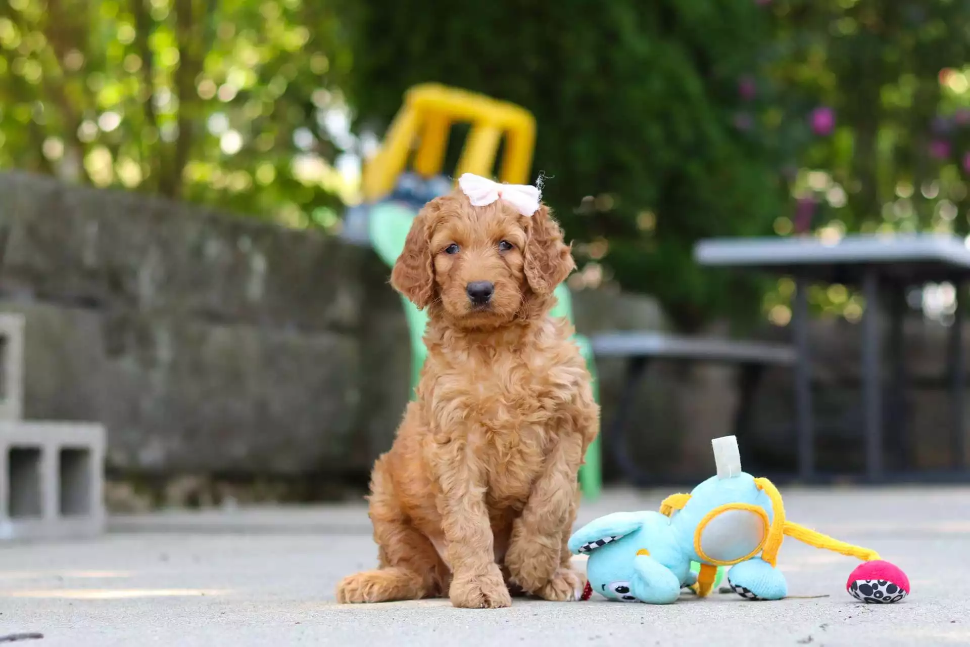 Puppy Image