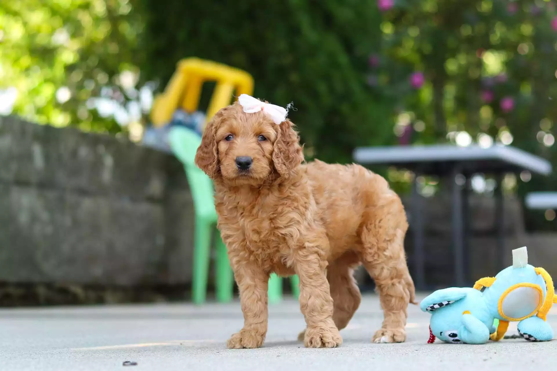 Puppy Image