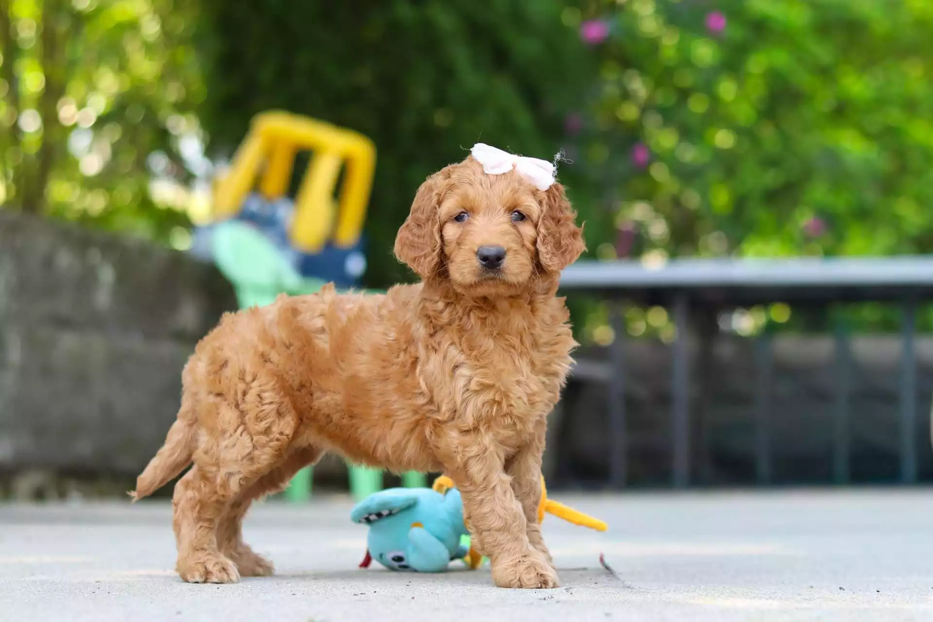 Puppy for Sale