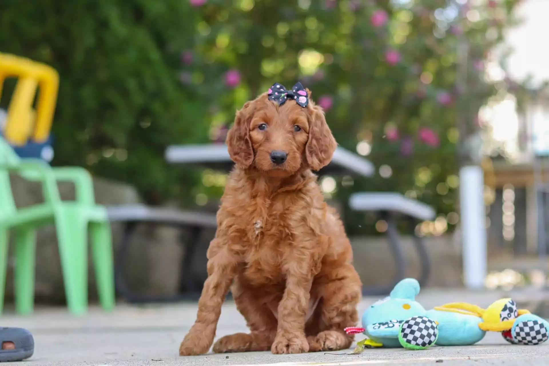 Puppy Image