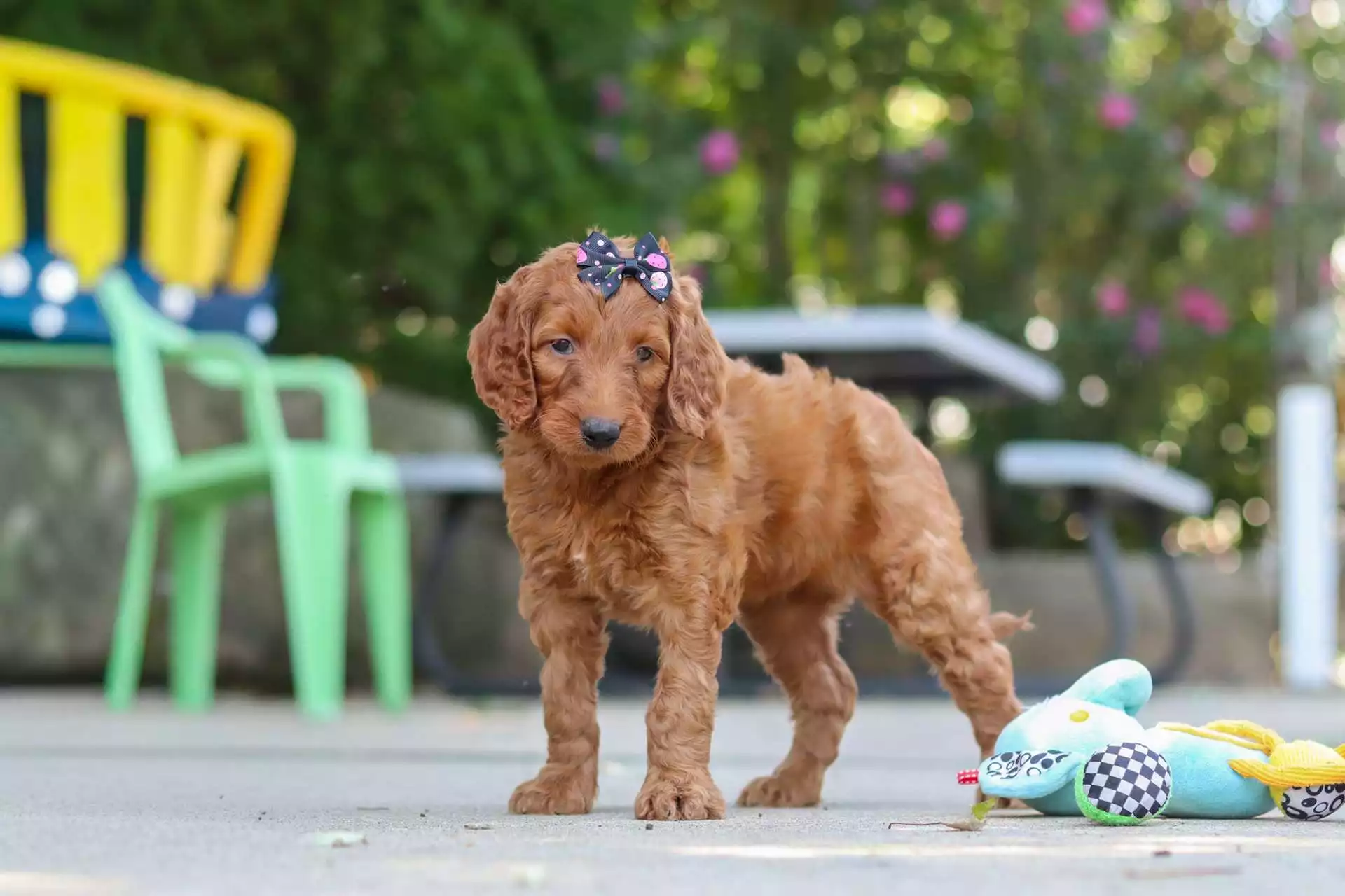 Puppy for Sale