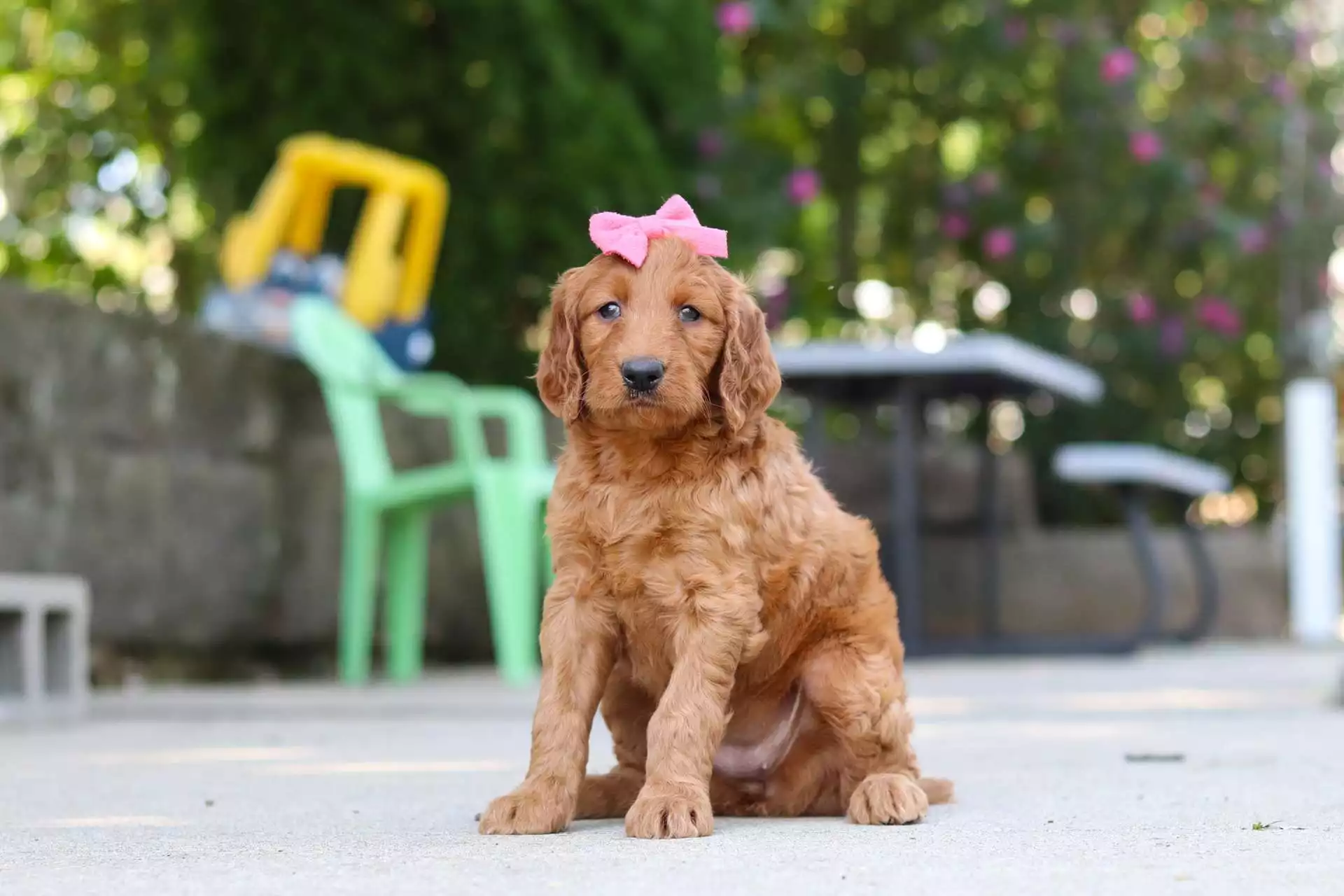 Puppy Image