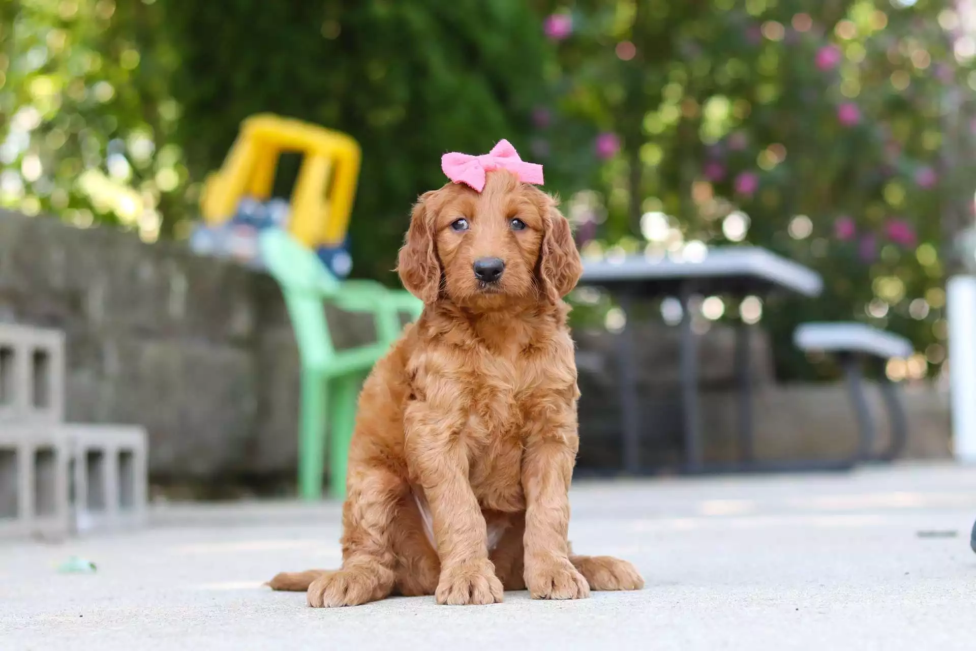 Puppy for Sale
