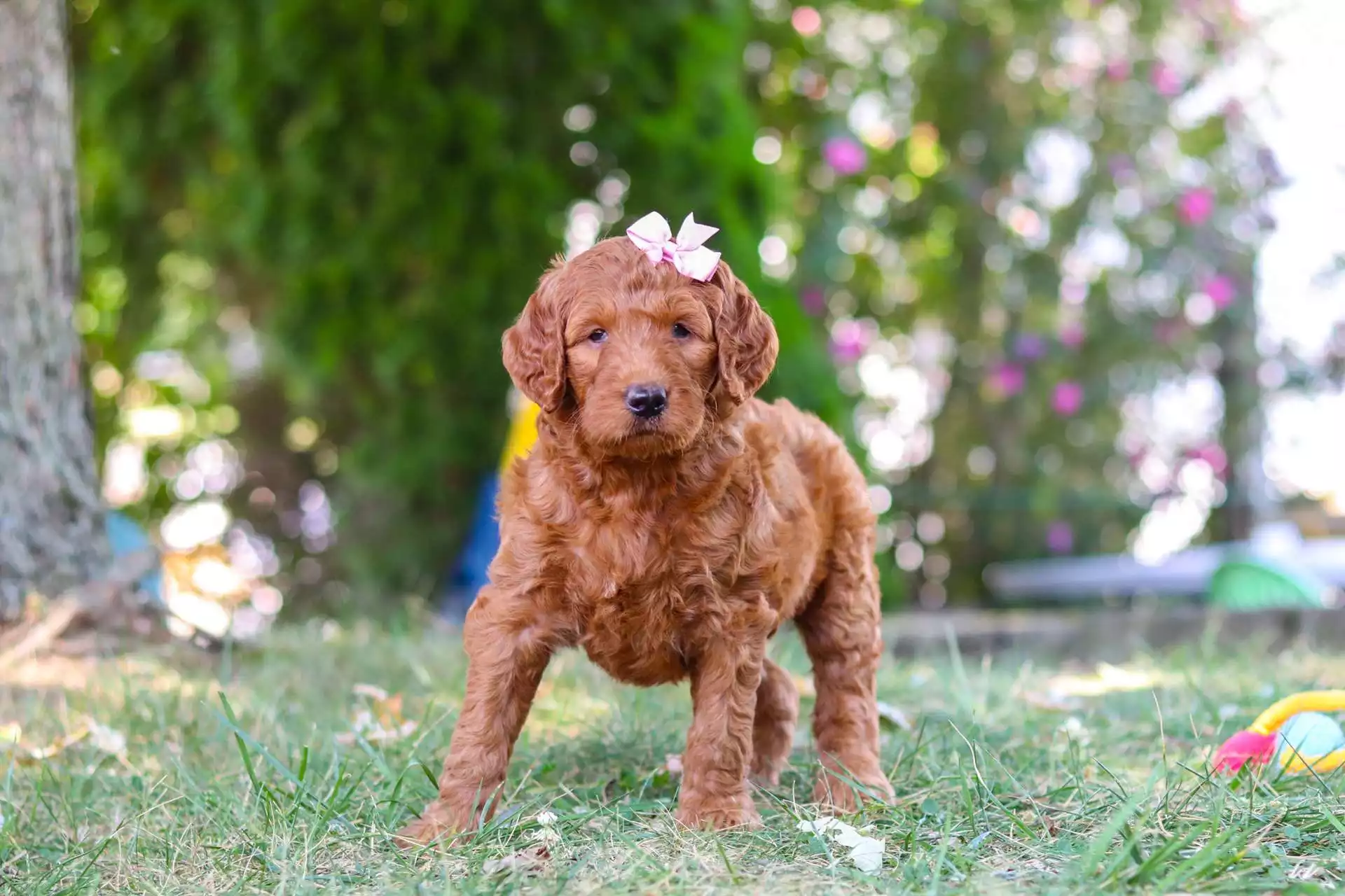 Puppy for Sale