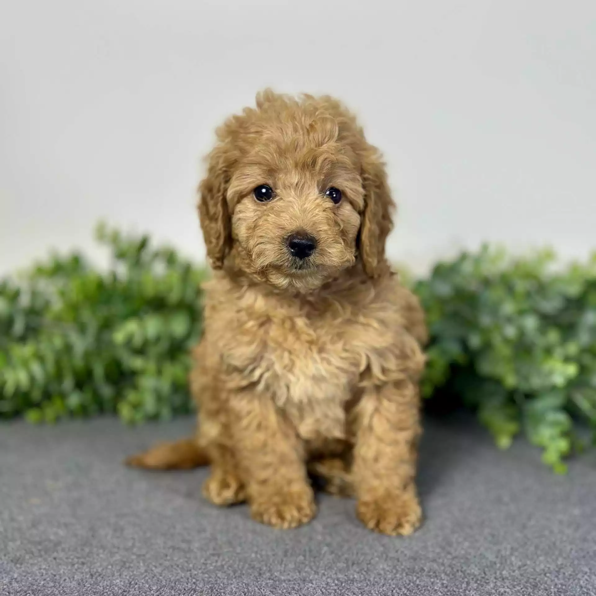 Puppy for Sale