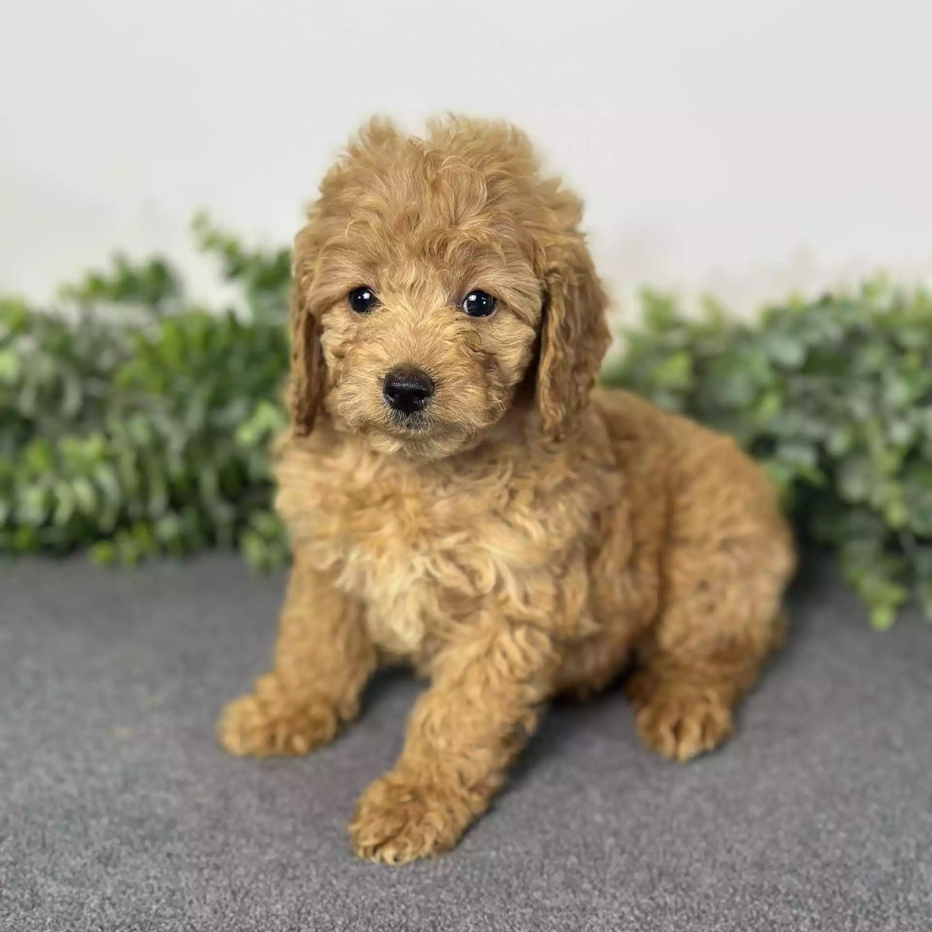 Puppy Image