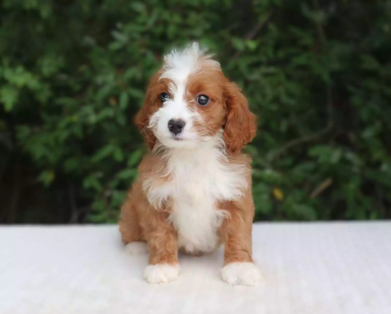 Puppy Image