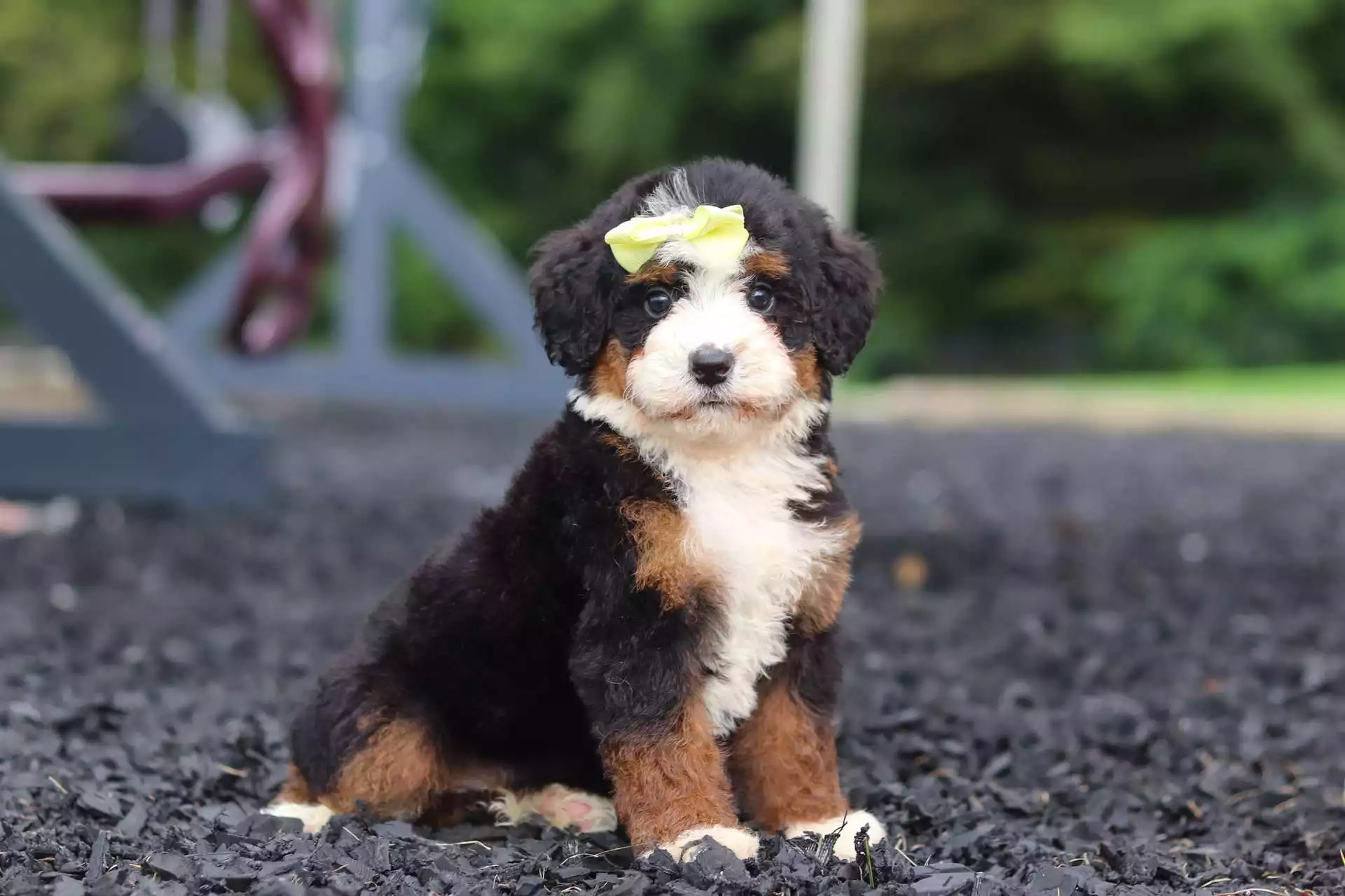 Puppy Image