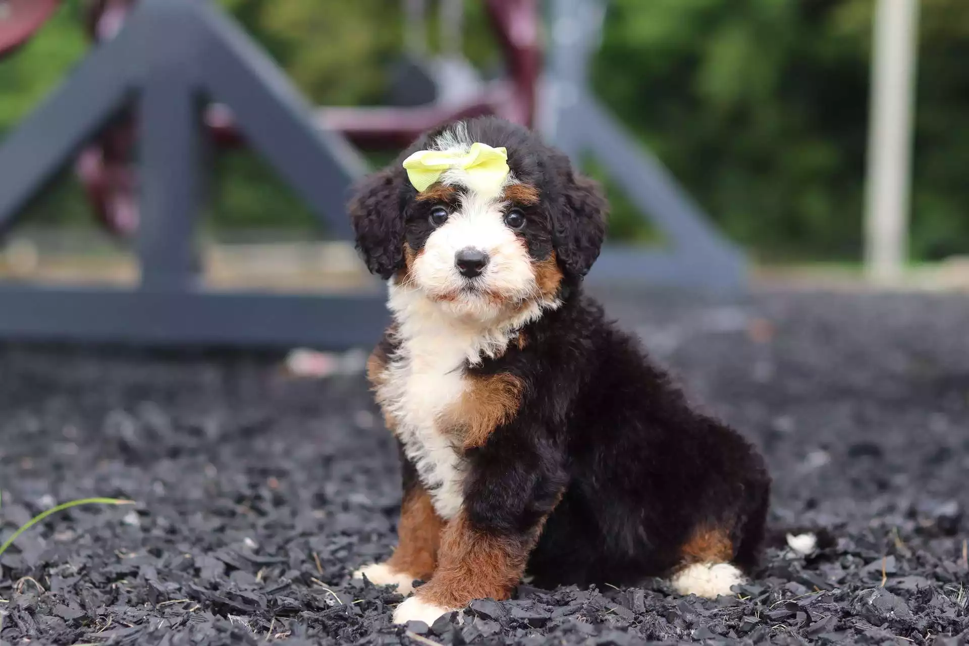 Puppy Image