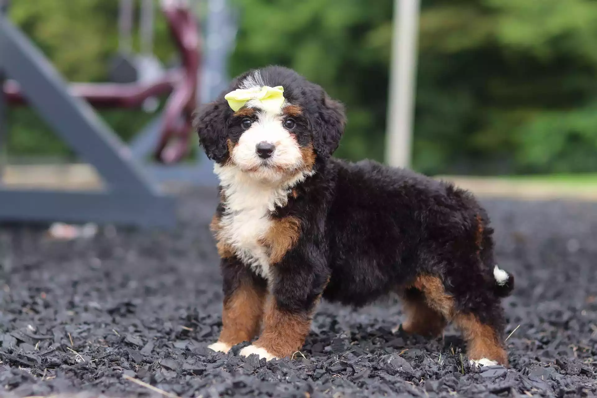 Puppy for Sale