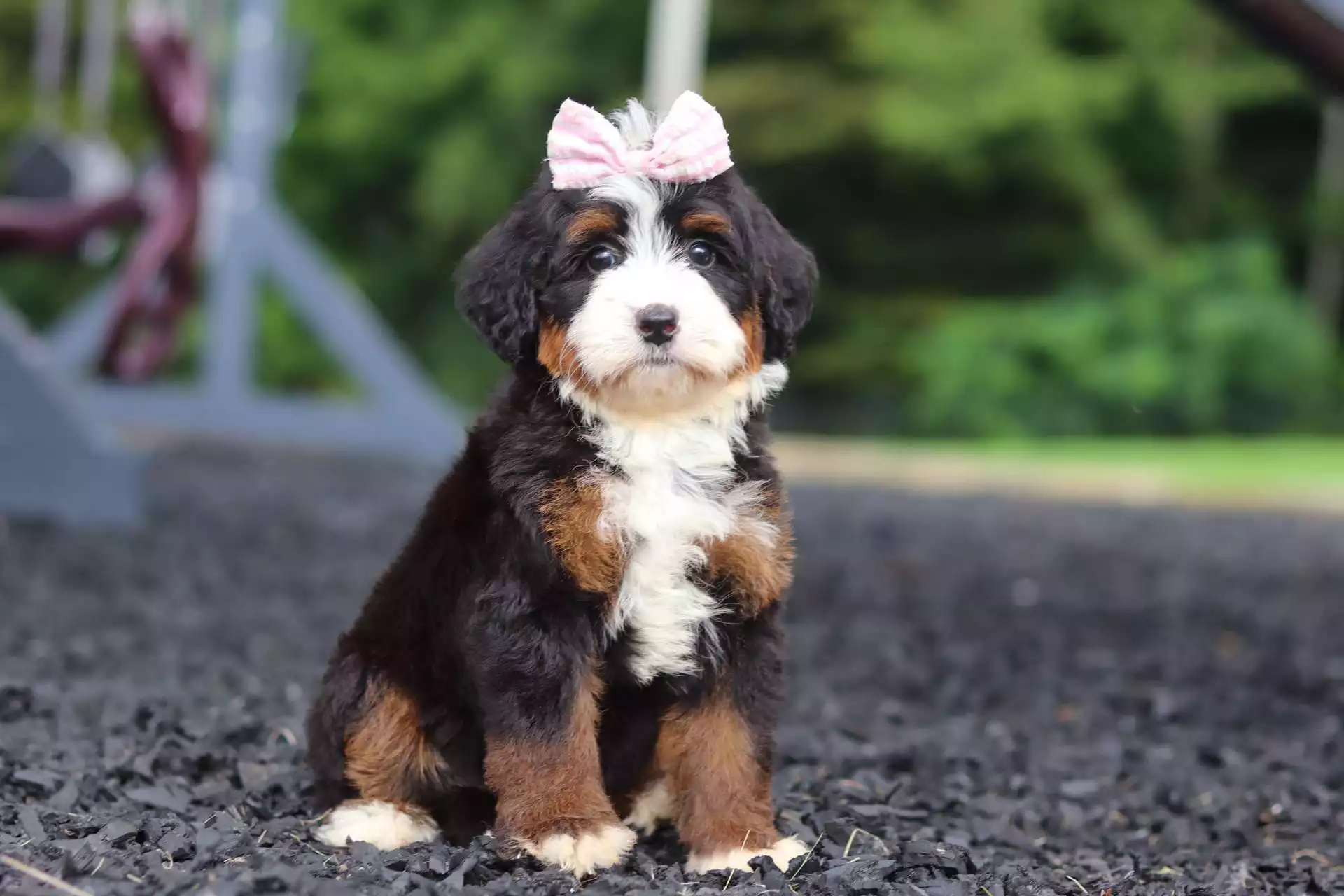 Puppy Image